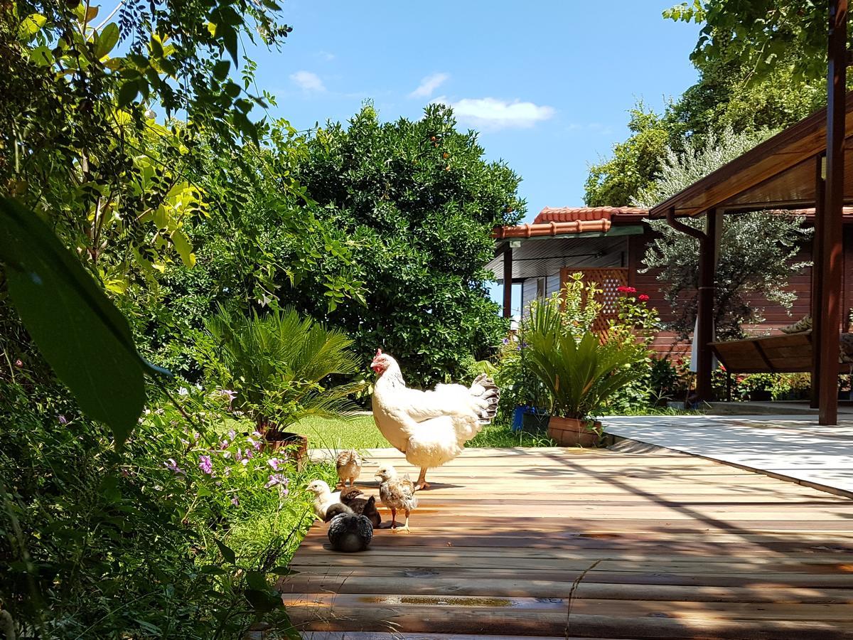 Aygun Pension Tekirova Exterior foto